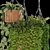 Evergreen Oasis: Hanging Plant Collection 3D model small image 2