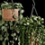 Evergreen Oasis: Hanging Plant Collection 3D model small image 3
