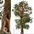 Rare Foxtail Pine Set (2 Trees) 3D model small image 2