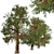 Rare Foxtail Pine Set (2 Trees) 3D model small image 3