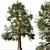 Rare Foxtail Pine Set (2 Trees) 3D model small image 4