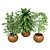 Designer Indoor Plants Collection 3D model small image 2