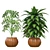 Designer Indoor Plants Collection 3D model small image 3