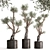 Exotic Olive Tree Collection 3D model small image 1