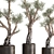 Exotic Olive Tree Collection 3D model small image 4
