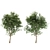 2 Ash Trees: Beautiful & Hardy 3D model small image 2