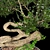 Serene Bonsai Sculpture 3D model small image 3