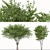 European Nettle Tree Set (2 Trees) 3D model small image 2