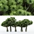 Variety of Dracaena Trees - 5 Different Sizes 3D model small image 1