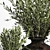 Antique Clay Olive Plant 3D model small image 6