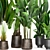 Tropical Plant Collection: Exotic Palms & Ravishing Strelitzia 3D model small image 2