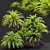 Lush Cycas Revoluta Palm 3D model small image 4