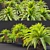 Lush Cycas Revoluta Palm 3D model small image 5