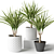 Decorative Set: 3 Small Dracaena Plants 3D model small image 1