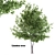 Giant Linden Tree Sculpture 3D model small image 1