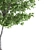 Giant Linden Tree Sculpture 3D model small image 3