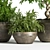 Indoor Greenery Set: Stylish & Lush 3D model small image 6