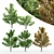 5 Different Sugar Maple Trees 3D model small image 1