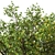 Luscious Lemon Duo: Citrus limon Tree Set 3D model small image 4