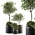 Olive Pot Set 239: Stylish Indoor Plants 3D model small image 1