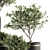 Olive Pot Set 239: Stylish Indoor Plants 3D model small image 2
