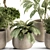 Vibrant Indoor Plant Set 3D model small image 5