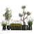 Exotic Plant Collection: Indoor & Outdoor Beauties! 3D model small image 6