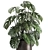 Tropical Treasures: 1001 Plant Collection 3D model small image 4