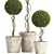 Royal Renaissance: Preserved Boxwood Topiary 3D model small image 2