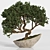 Artistic Bonsai 2015: Indoor Zen 3D model small image 1