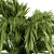 Tropical Palm Bush - Set 38 3D model small image 4