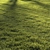 Premium Lawn Grass - Realistic 3D Model 3D model small image 2