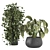 Stunning Indoor Plant Collection 3D model small image 1