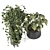 Stunning Indoor Plant Collection 3D model small image 3