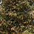 Shingle-Oak: Fall Foliage Tree 3D model small image 2