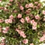 Pretty in Pink: Floral Bush Set 29 3D model small image 4