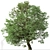 Amur Cork Tree Set (2 Trees) 3D model small image 2