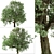 Amur Cork Tree Set (2 Trees) 3D model small image 3