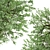 Amur Cork Tree Set (2 Trees) 3D model small image 4