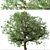 Amur Cork Tree Set (2 Trees) 3D model small image 5