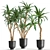 Tropical Plant Collection in Black Pots 3D model small image 1