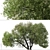 Arroyo Willow Set: 2 Salix lasiolepis Trees 3D model small image 2