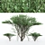 Duo Umbrella Thorn Trees 3D model small image 1