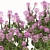 Pink Spiny Spider Flowers (2 Plants) 3D model small image 6