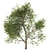 Maple Tree: Acer Genus, 132 Species 3D model small image 3