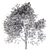 Maple Tree: Acer Genus, 132 Species 3D model small image 4