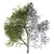 Maple Tree: Acer Genus, 132 Species 3D model small image 5