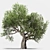 Green Oasis: Olive Tree Collection 3D model small image 2