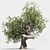 Green Oasis: Olive Tree Collection 3D model small image 3