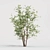 Green Oasis: Olive Tree Collection 3D model small image 5